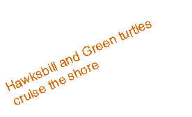 Text Box: Hawksbill and Green turtles cruise the shore